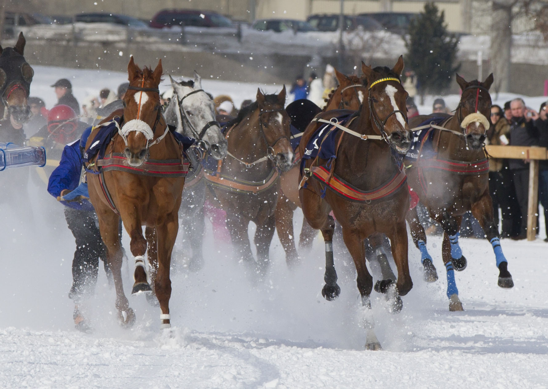 Pferdesportturniere: Verbesserungen, aber weiterhin auch Mängel aus Tierschutzsicht