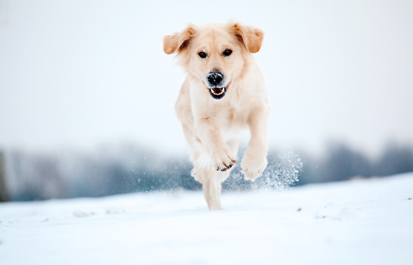 Ein weisser Hund während er im Schnee tobt und noch in der Luft ist mit einem Bein auf der Erde