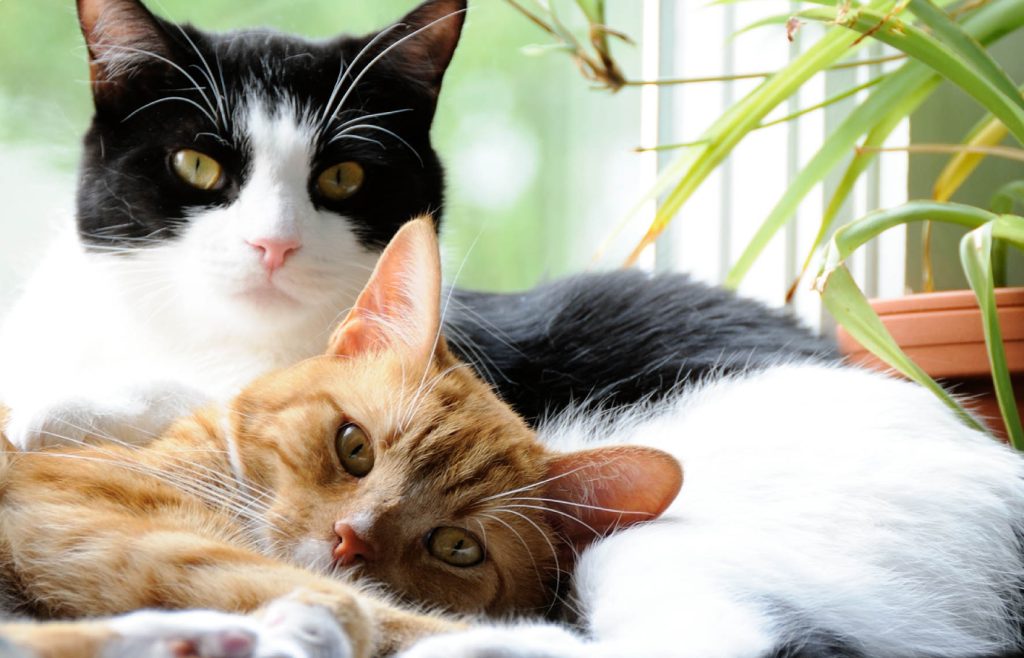 Zwei Katzen die Hintere ist schwarz-weiss und die Vordere ist orangelich wobei die vordere Katze ihren Kopf auf der schwarz-weissen Katze gelegt hat
