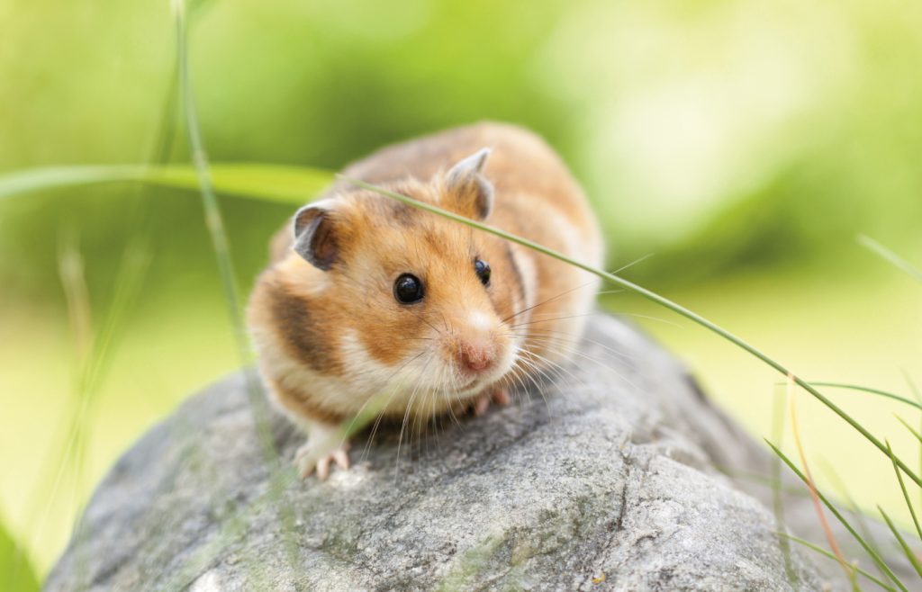 ein hellbrauner Hamster auf einem Stein vor einem grünen verschwommenen Hintergrund