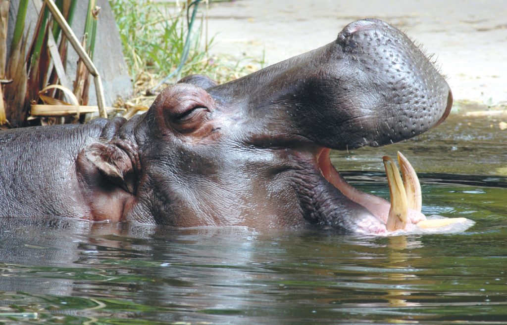 Ein gähnendes Nilpferd im Wasser