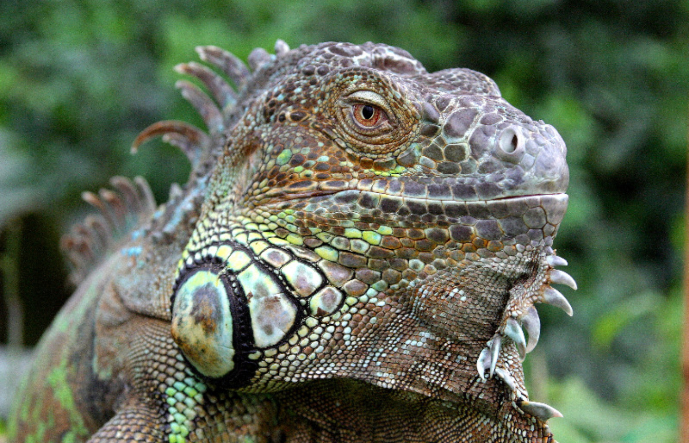 Ein Reptil vor einem verschwommenen grünen Hintergrund