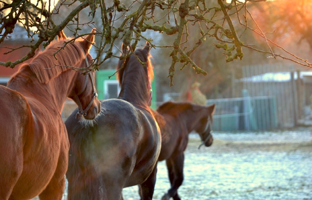 Drei Pferde hintereinander mit verschwommenen Hintergrund und Sonnenuntergang