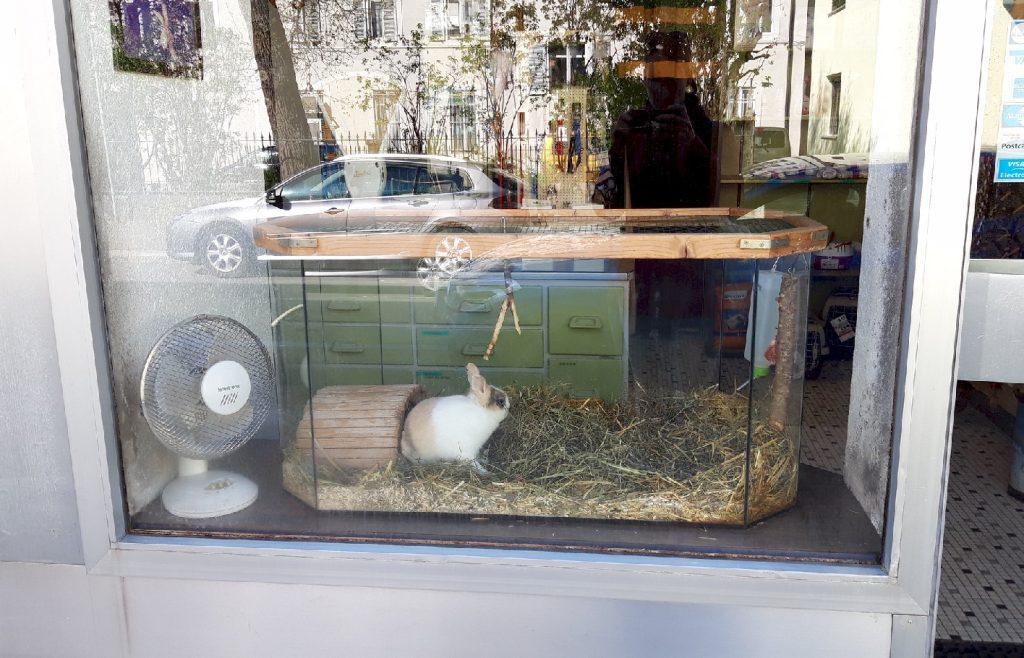 Ein weiss-braunes Kaninchen in einem Terrarium in einem Schaufenster mit einem Ventilator daneben