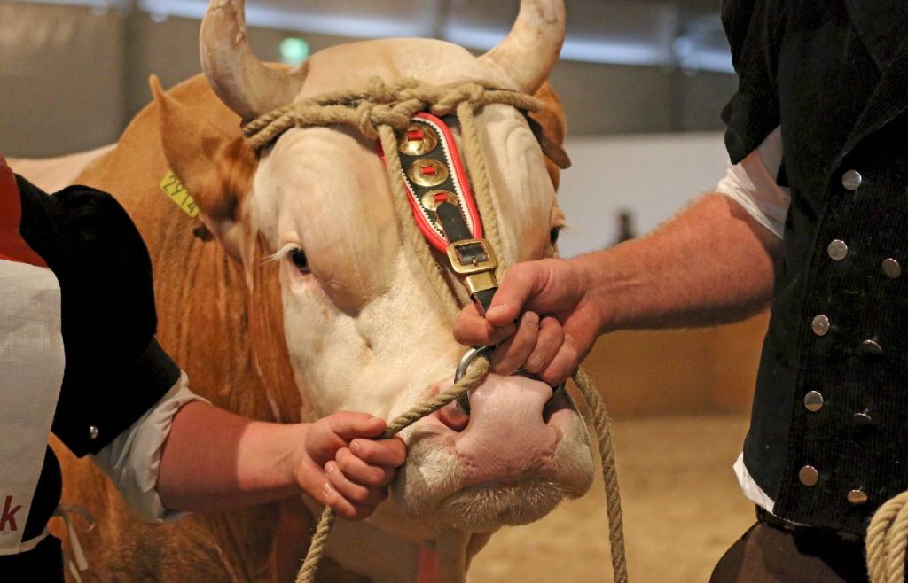 Eine weiss hellbraune Kuh mit einem Nasenring und Seilen die daran und um die Hörner gebunden sind
