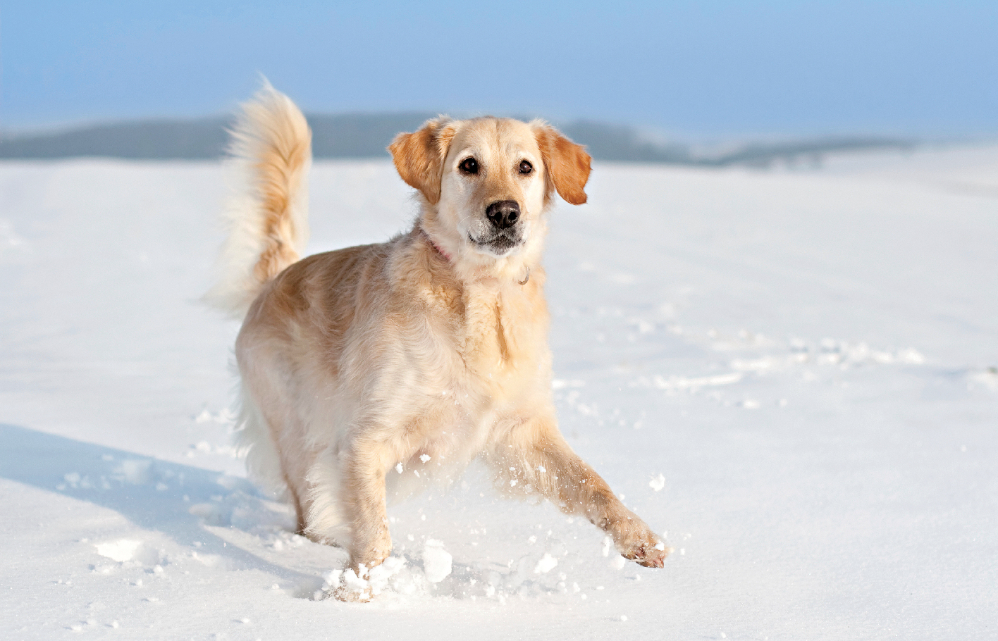 Ein Hund mit langen Haaren im Schnee