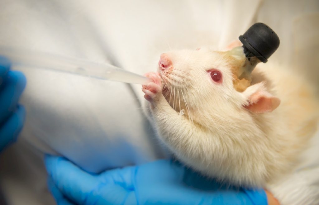 Eine Mauss mit einem Gerät auf dem Kopf während es etwas aus eine Pipette trinkt