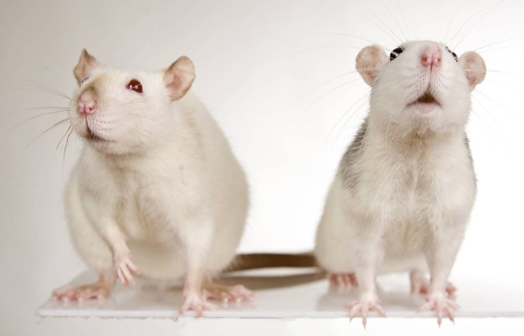 Zwei weisse Mäuse vor einem weissem Hintergrund von denen eine in die Luft schnuppert