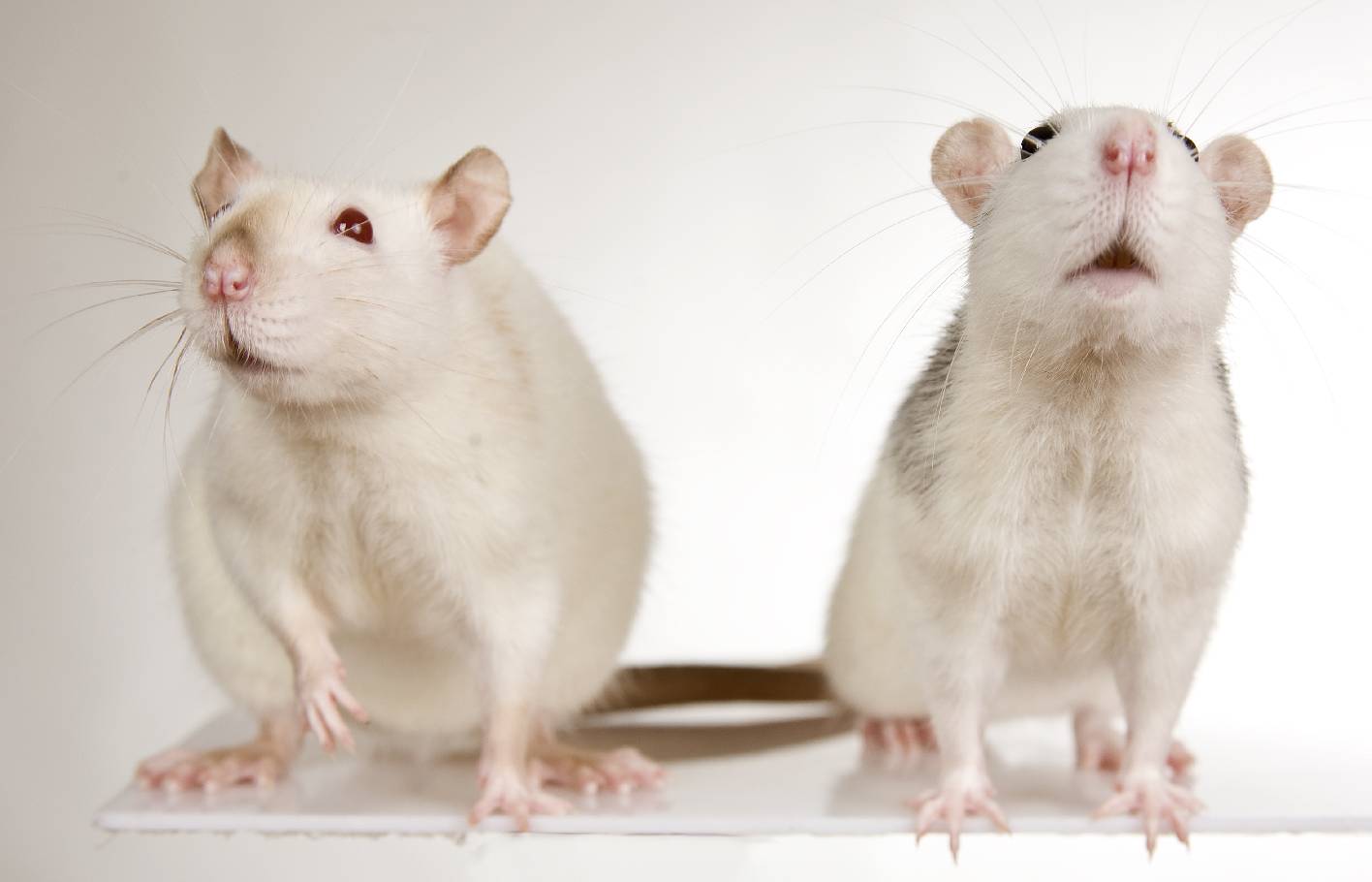 Zwei weisse Ratten vor einem weissem Hintergrund von denen eine in die Luft schnuppert.
