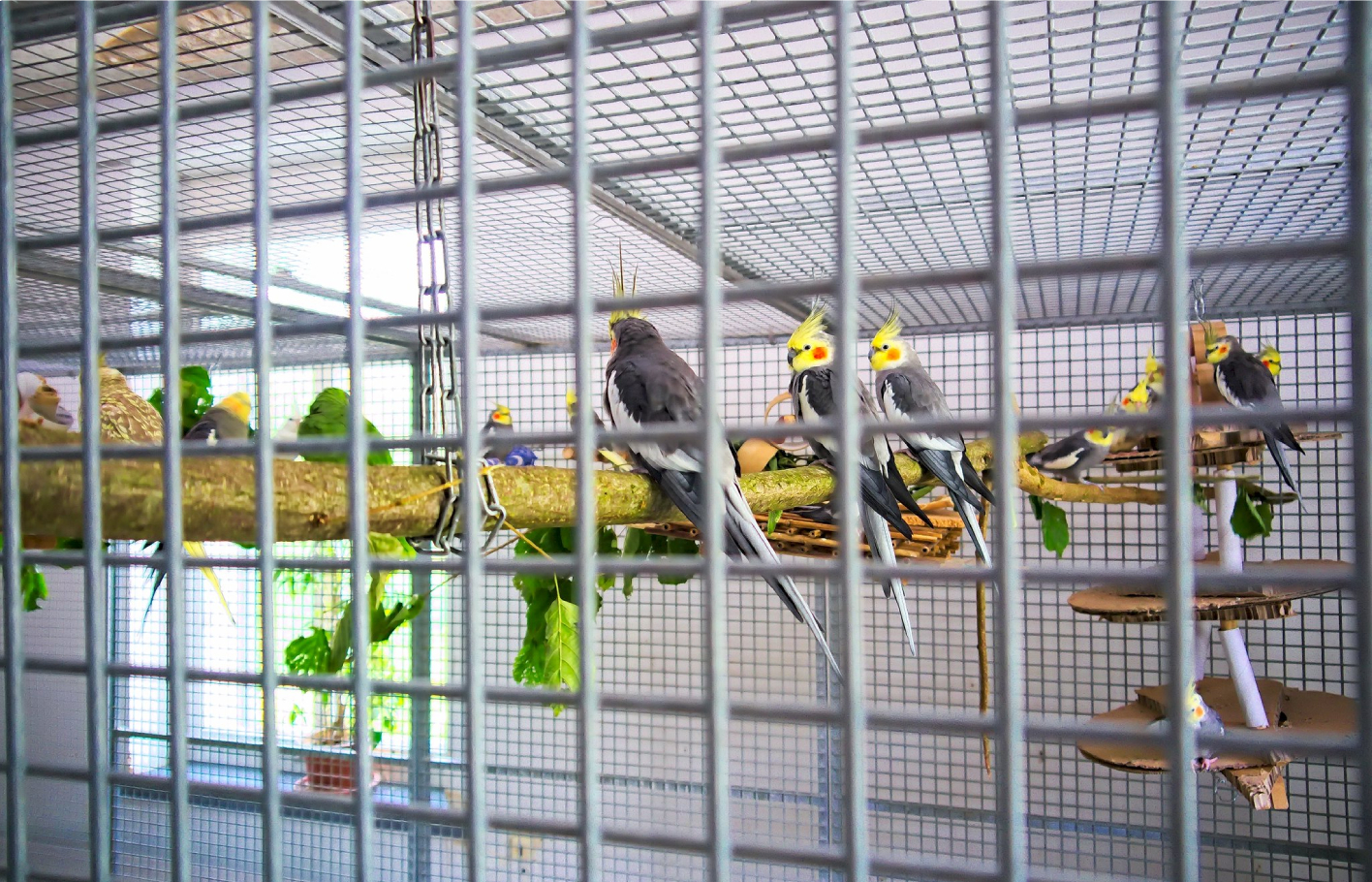 Fünf gelb-graue Vögel in einem Käfig auf einem in der Luft hängenden Stamm sitzend