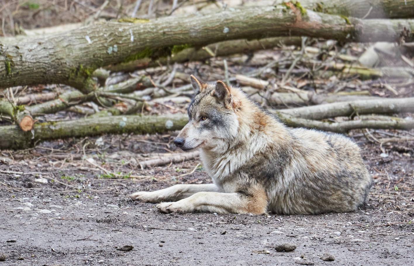 Ein liegender Wolf mit erhobenem Kopf und im Hintergrund sind mehrere Holzstämme