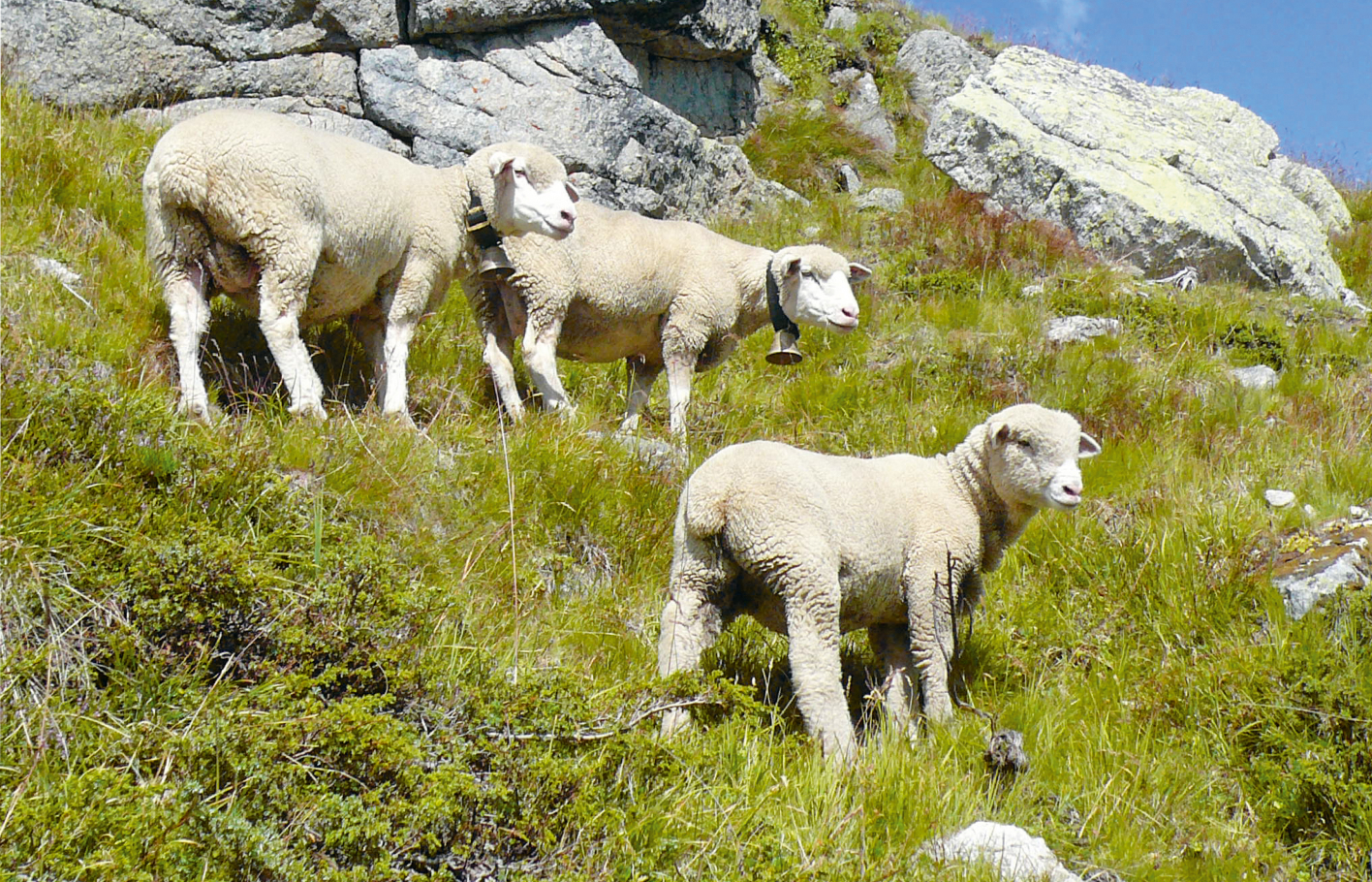Vier weisse Schafe auf einem Hang die von einer Wiese bedeckt ist und grossen Felsbrocken