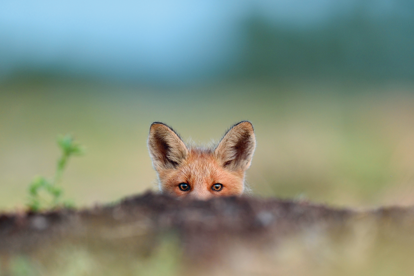 Ein Bild eines Fuchses vor einem verschwommenen Hintergrund und man sieht nur die Augen und Ohren, da der Rest von einem Stein bedeckt wird