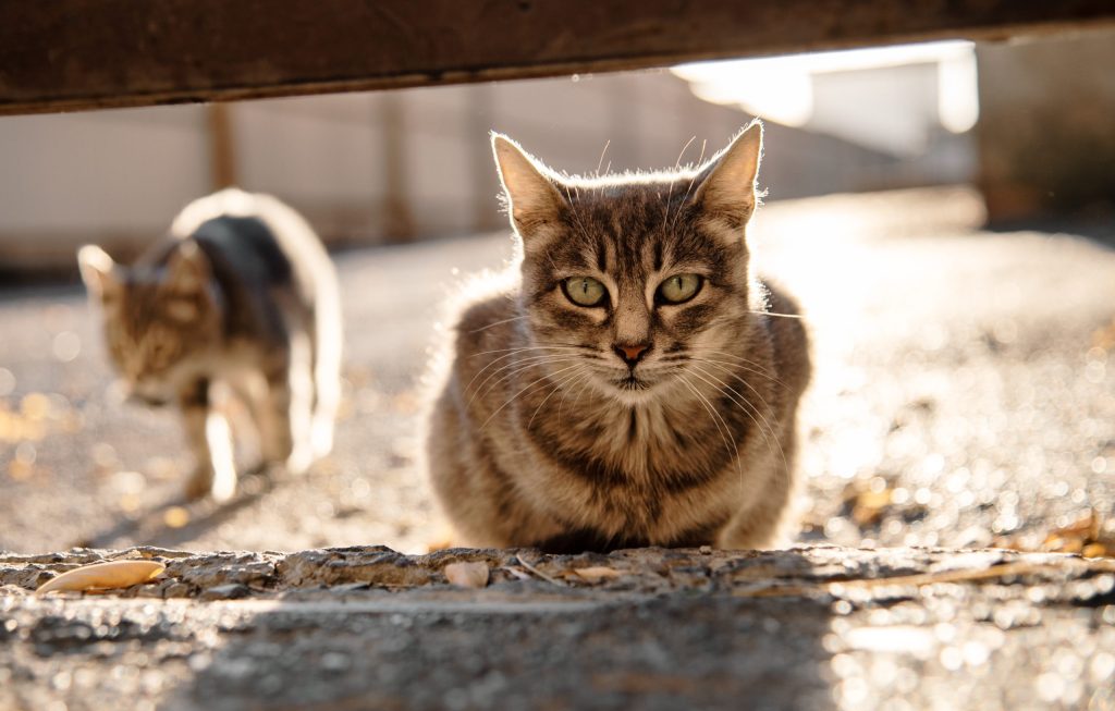 gestreifte graue streunende katze schaut auf der strasse in die kamera. katzen unter sonnenlicht. ausgesetzte haustiere. tierschutz