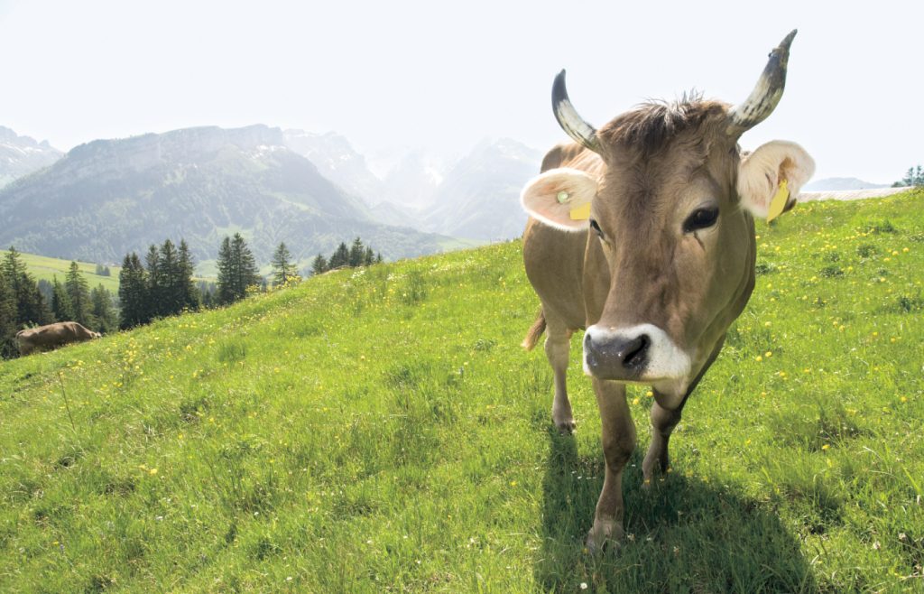 Eine hellbraune Kuh auf einer Wiese mit Bergen im Hintergrund