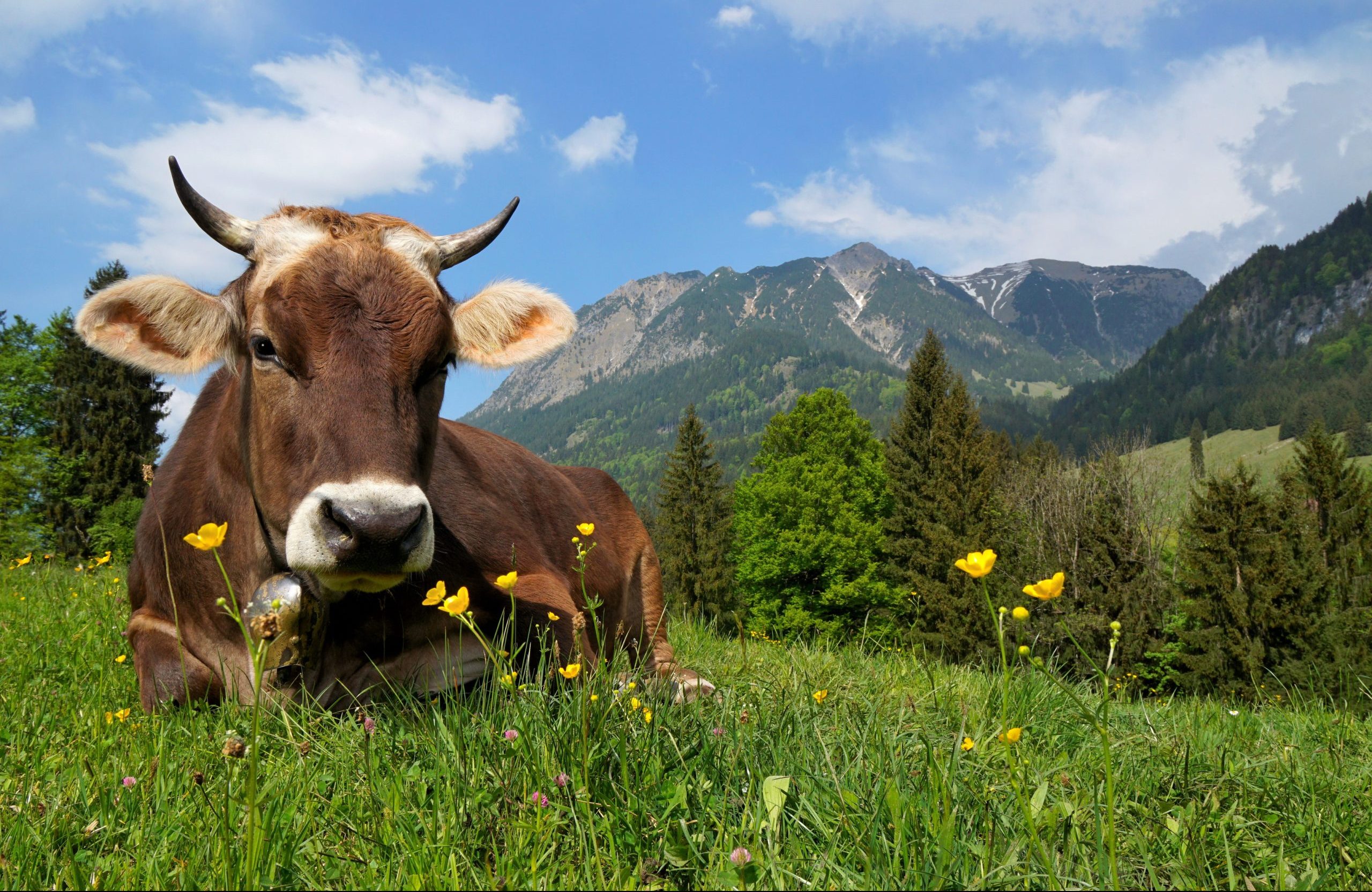 Glückliche Kuh die in den Alpen auf einer Blumenwiese liegt.
