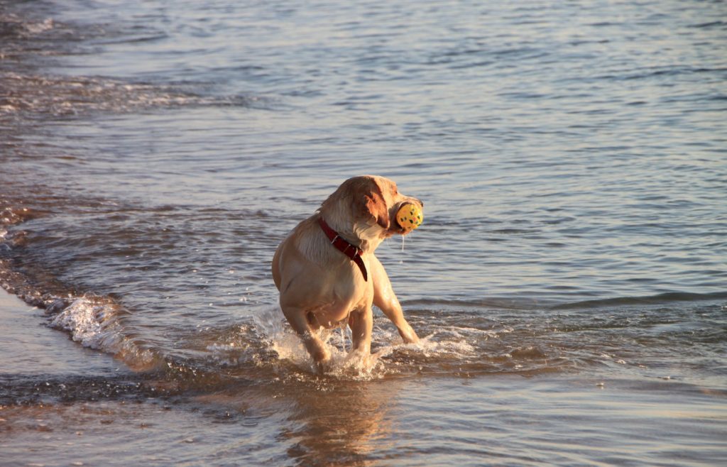 Ein Hund im Meer mit einem gelben Objekt im Mund
