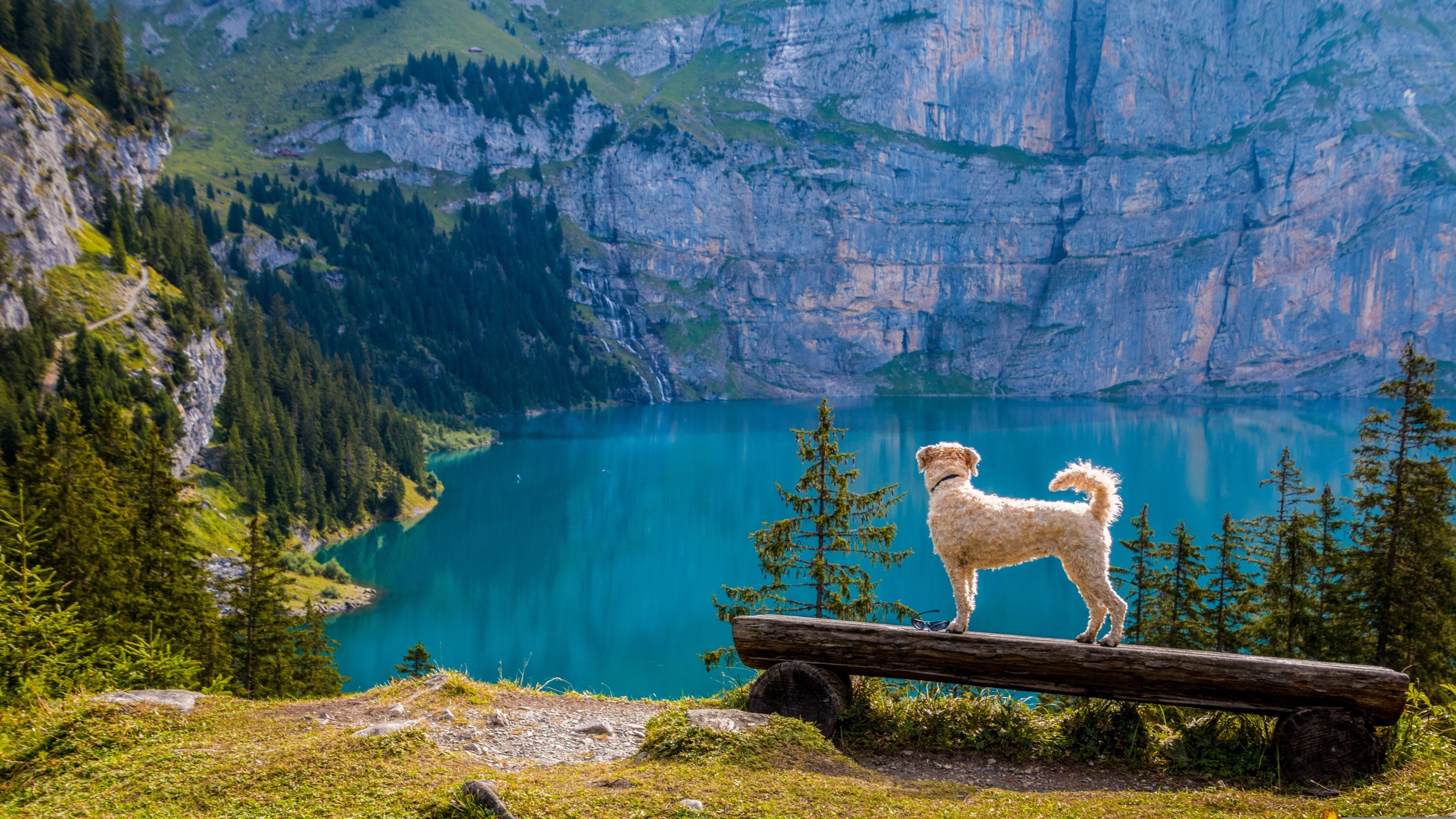 Hund der auf einer Bank steht und in ein Tal mit See blickt.