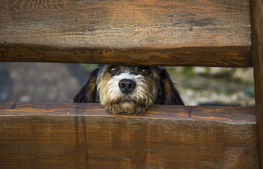 Einen Hund der seine Gesicht zwischen zwei Holzblöcken durchstreckt
