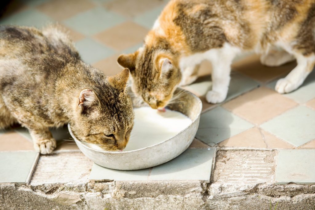 zwei Katzen die Milch aus einer Schüssel trinken