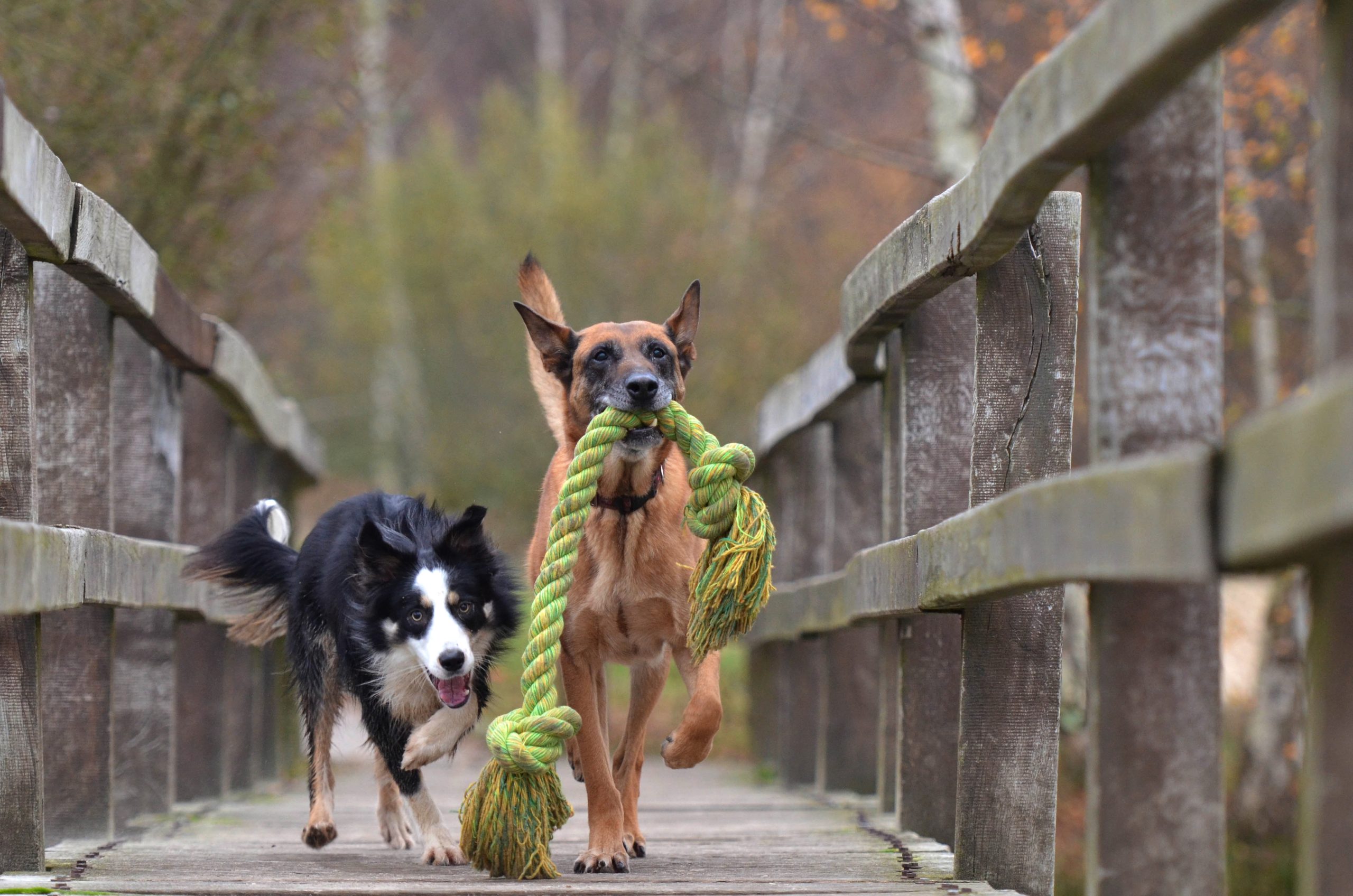 Ein schwarzer und ein braunen Hund die gemeinsam mit einem Spielzeug über eine Brücke rennen.