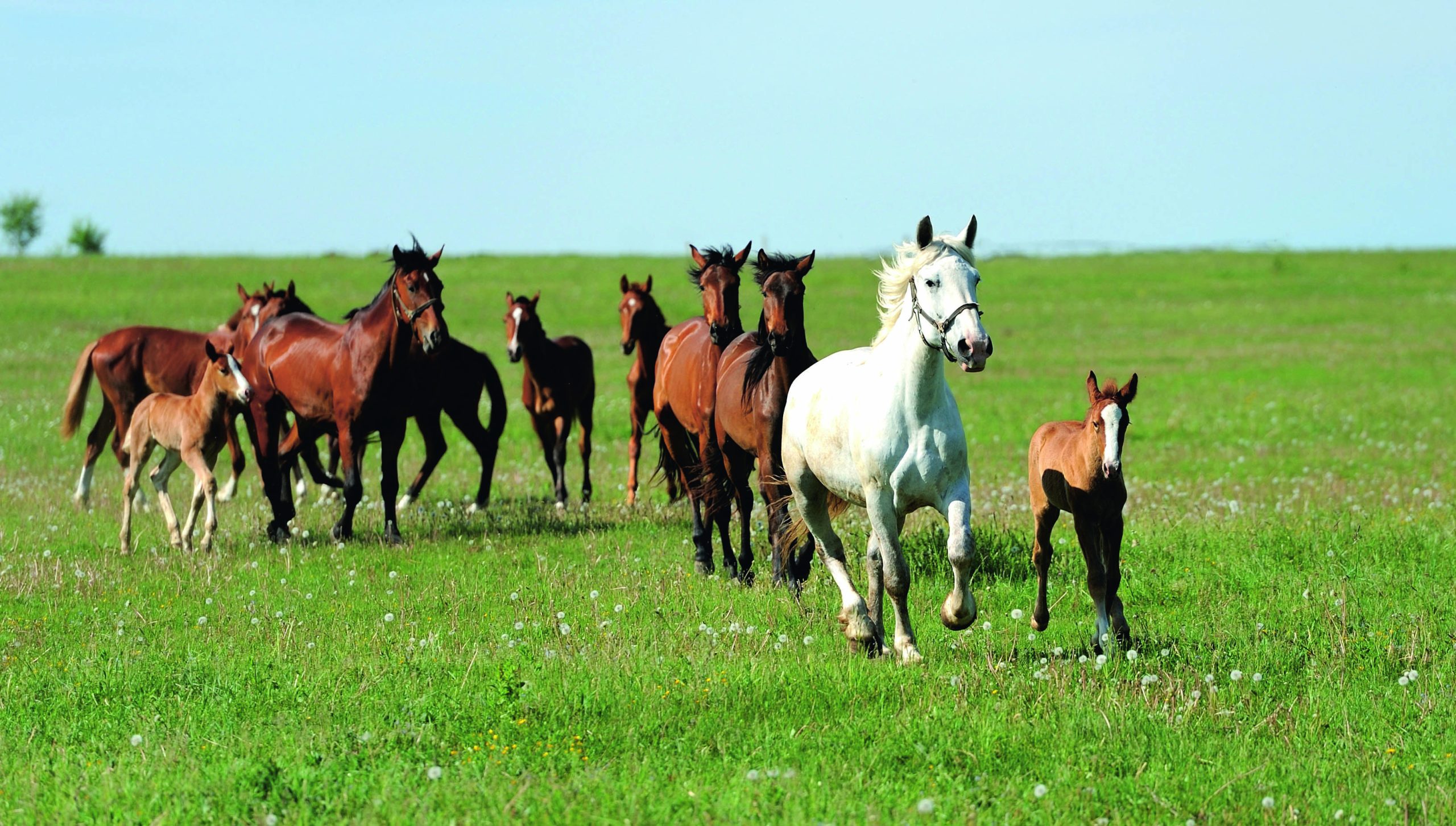 Promouvoir le bien-être des chevaux avec l’action SORTEZ LES CHEVAUX!