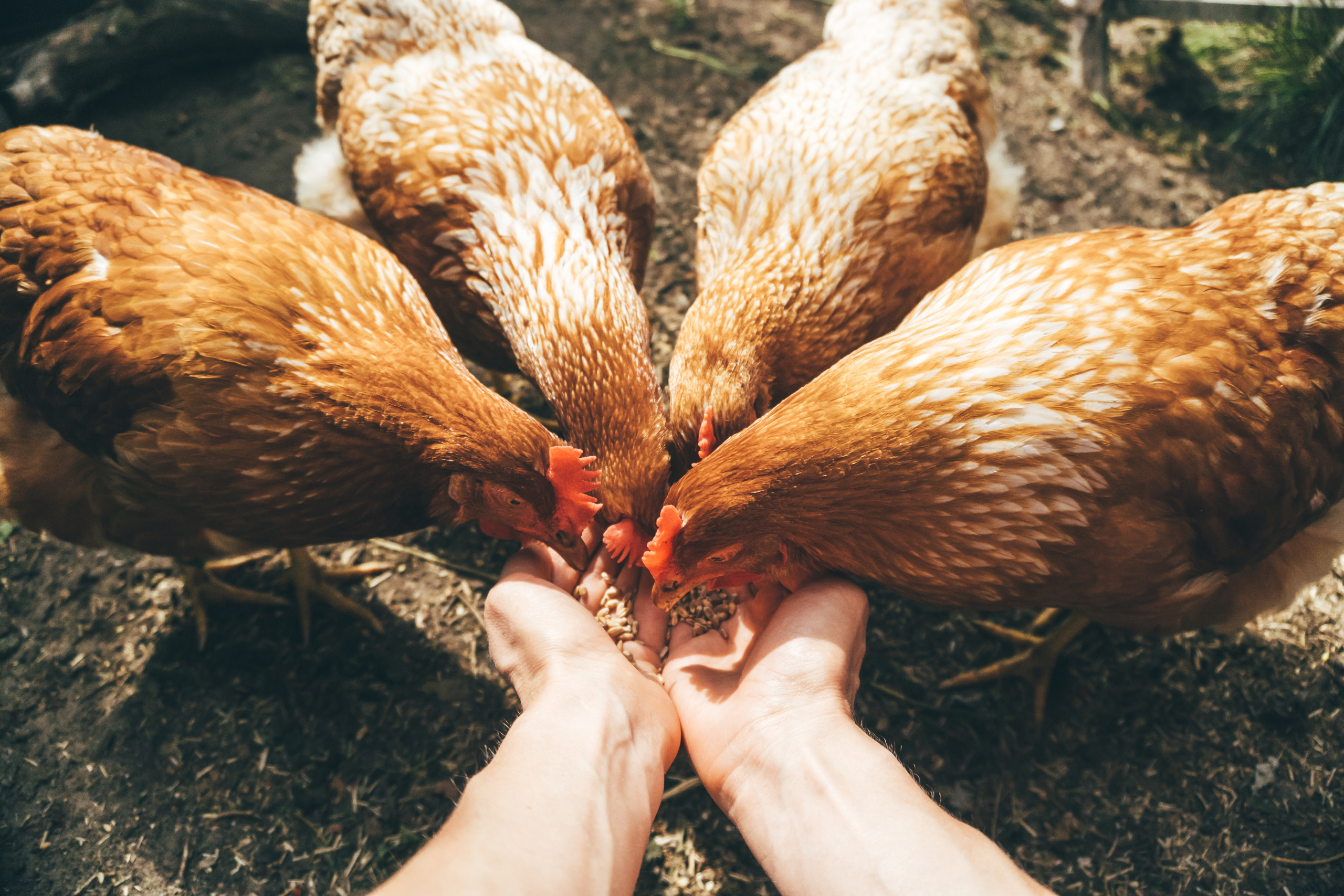 Eine Hand die viele Hühner füttert.