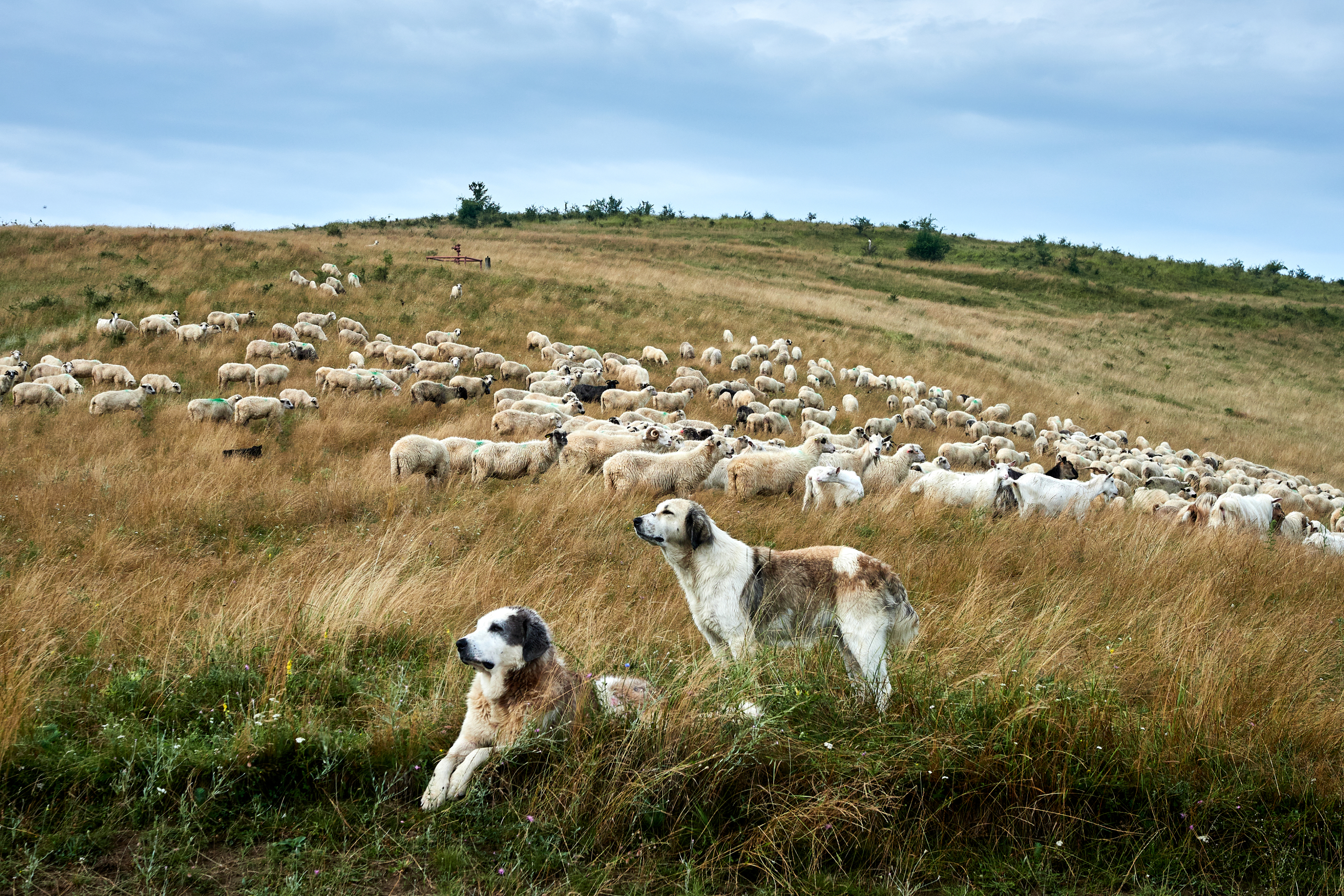 Zwei Hirtenhunde die eine Herde Schafe bewacht.