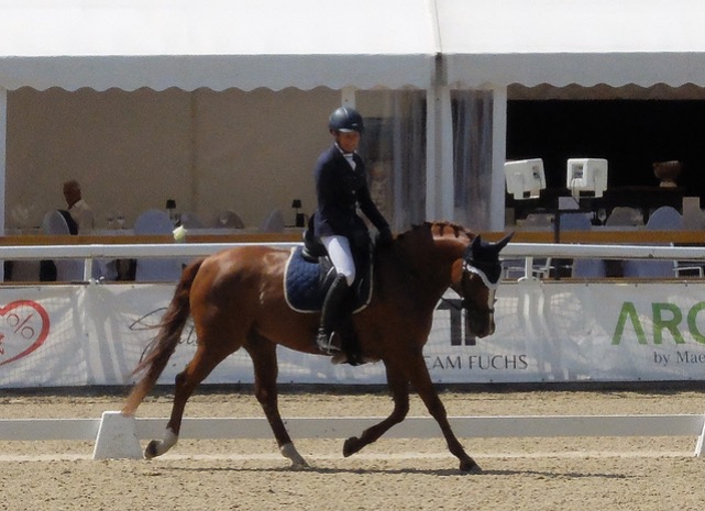 …oder beim Zügel aus der Hand kauen lassen» zu zeigen. 