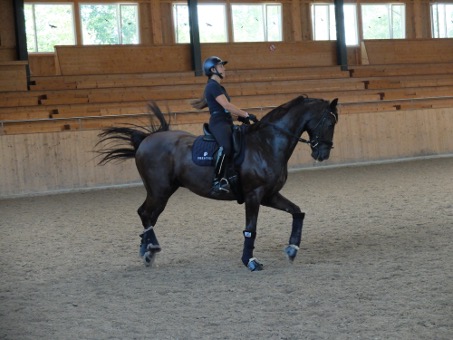 Mehr als eine halbe Stunden dauerten die Trainingseinheiten, Pausen oder sich Streckenlassen wurde den Pferden in dieser Zeit nicht gegönnt. Der Trainer wollte kein Wischi-Waschi, sondern konsequentes Reiten sehen.