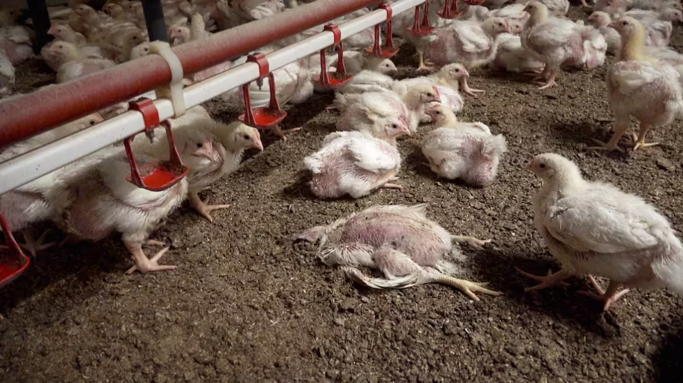 Migros und das Mastpoulet Ross 308 – ein wiederkehrender Tierschutzskandal