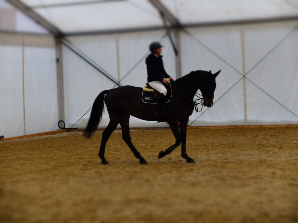 Die Zeichen der Zeit noch immer nicht erkannt: Mit eingelegtem Schlaufzügel 
bereitet die Reiterin ihr Pferd eng eingestellt auf die Prüfung vor. 