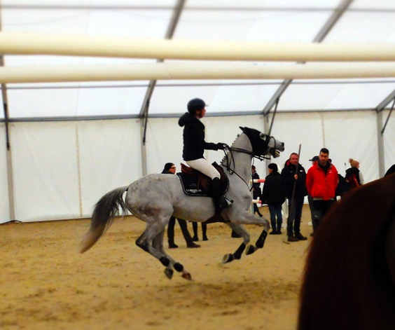 Die Forderungen nach strengeren Vorschriften bei der Zäumung (links) sind gestellt, mit einer Antwort wartet die FEI aber zu. Wenn das Pferd auf dem Abreiteplatz schon gestresst ist, wie will es dann im Parcours klappen? (rechts)