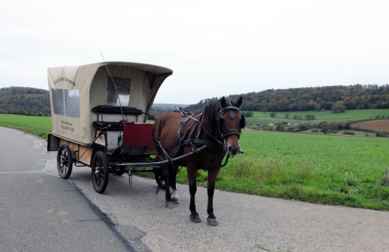 Willkommener Zwischenhalt neben einem Luzerne-Feld – jeder zugesteckte
Grasbüschel wird von Jonquille mit einem leisen Wiehern verdankt.