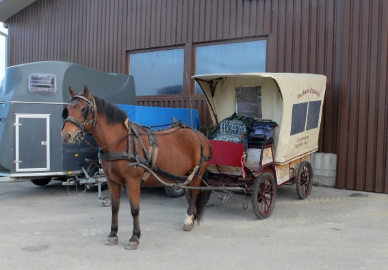 Nach einem guten Aufenthalt in Beurnevésin ist Jonquille frisch und gut ausgeruht bereit für die Rückfahrt. Schade, dass sich der zu grosse Zaum nicht pferdefreundlicher anpassen lässt.