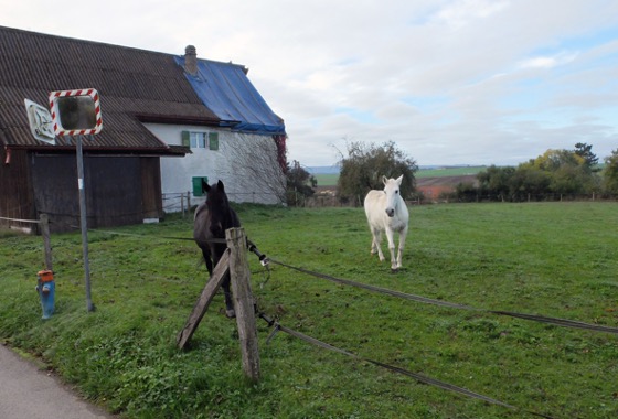 Jonquille ist ein Verlasspferd: Weder vom Dinosaurier im Kreisel (links) noch von herantrabenden Pferden (rechts) lässt sie sich aus der Ruhe bringen. 