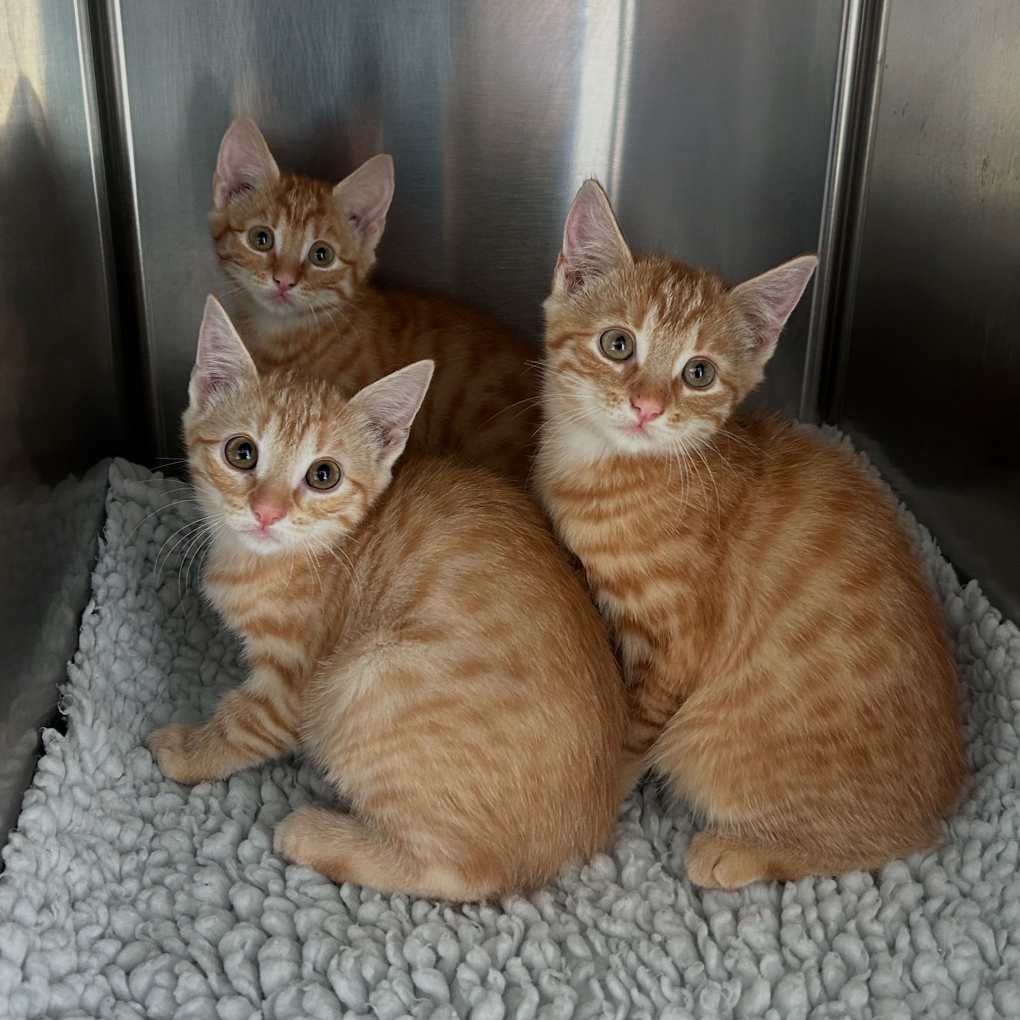 Diverse Kitten