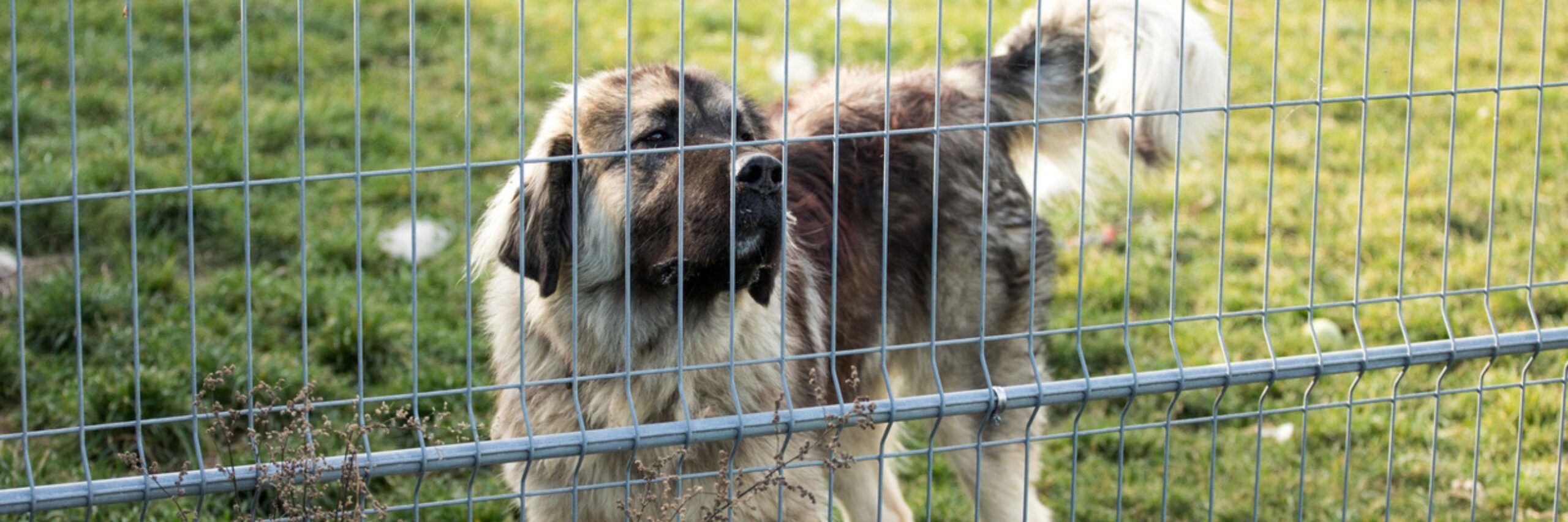 Tierquälerei in Ramiswil: Schweizer Tierschutz STS fordert engmaschigeres Tierschutzsystem – STS baut eigene nationale Meldestelle gegen Tierquälerei aus