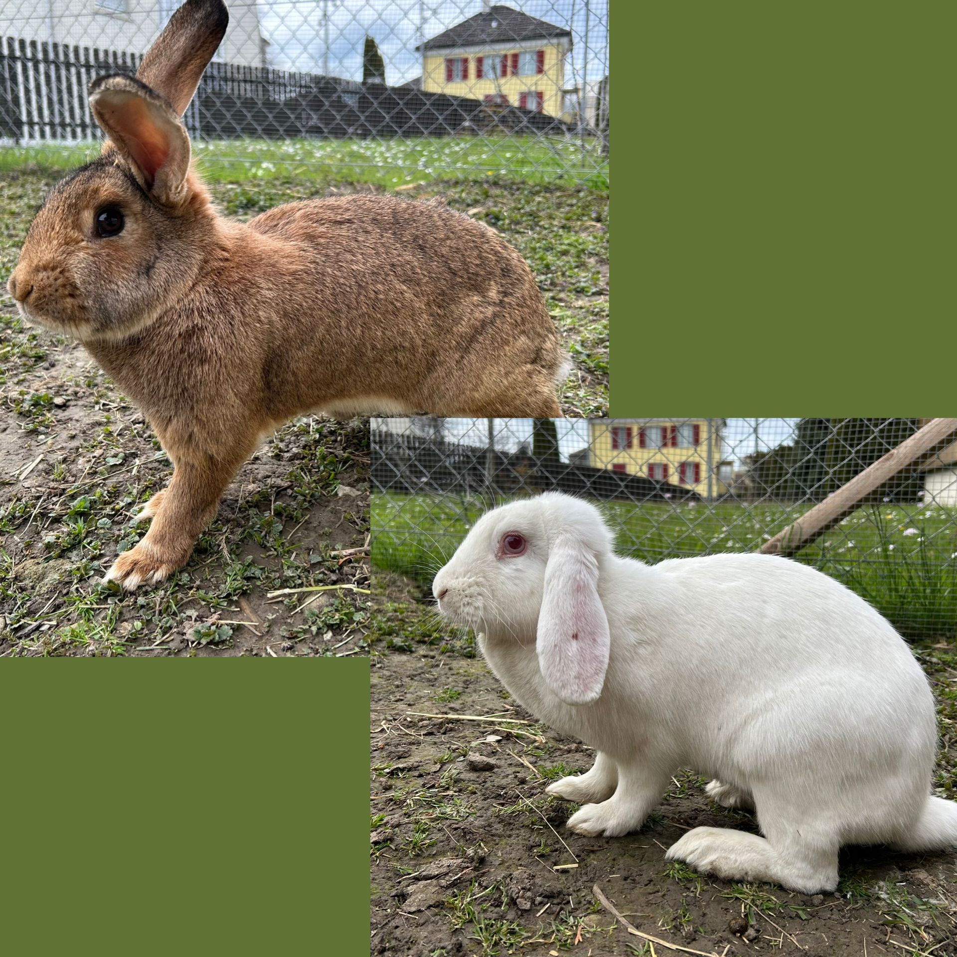 Nougat & Vanilla