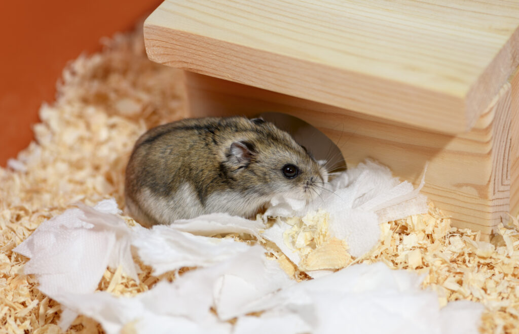 Hamster vor Hitze schützen
