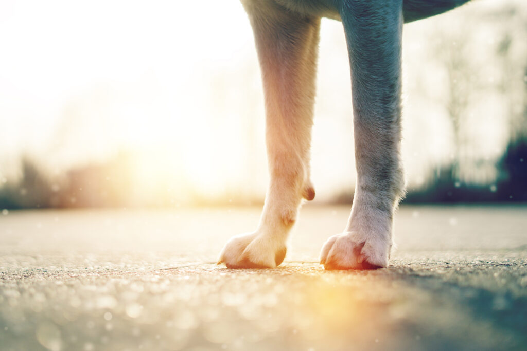 Hunde vor Hitze schützen