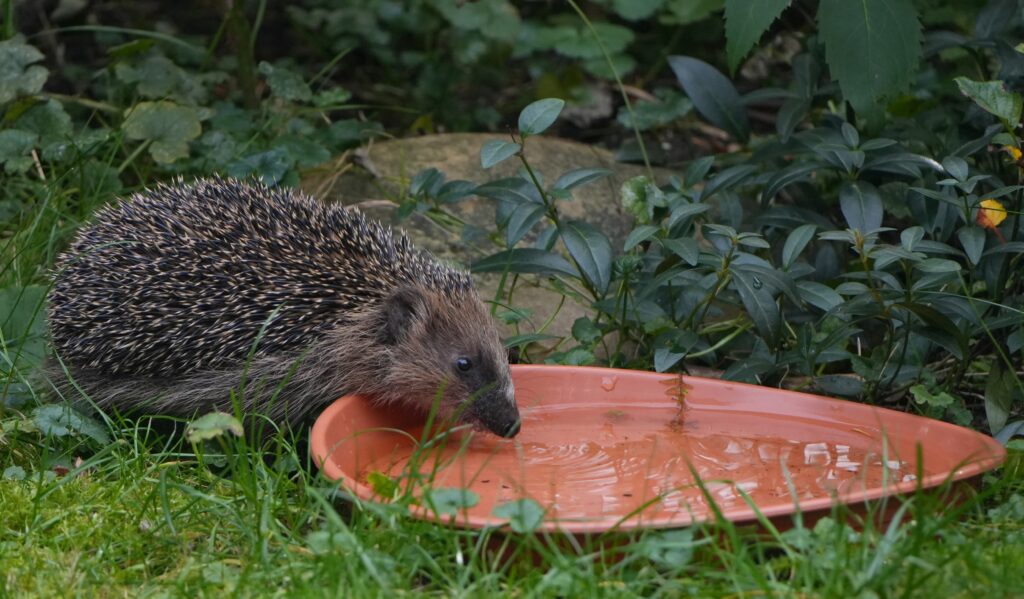 So helfen Sie Wildtieren bei Hitze