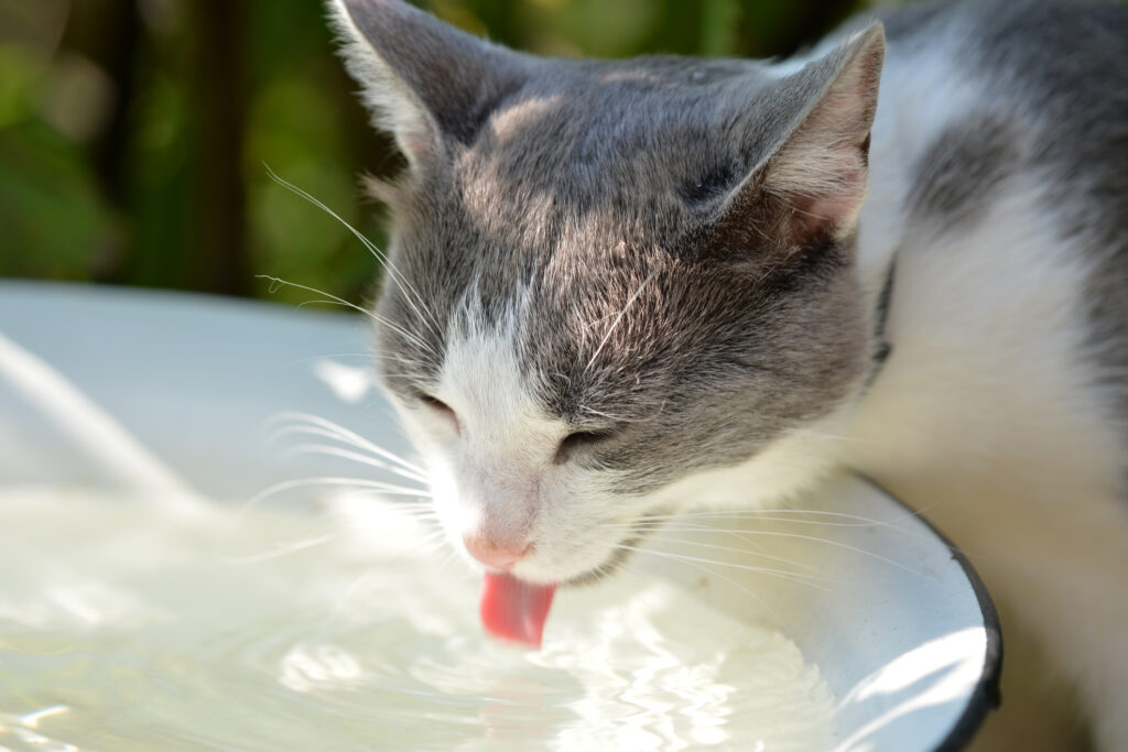 Katzen vor Hitze schützen