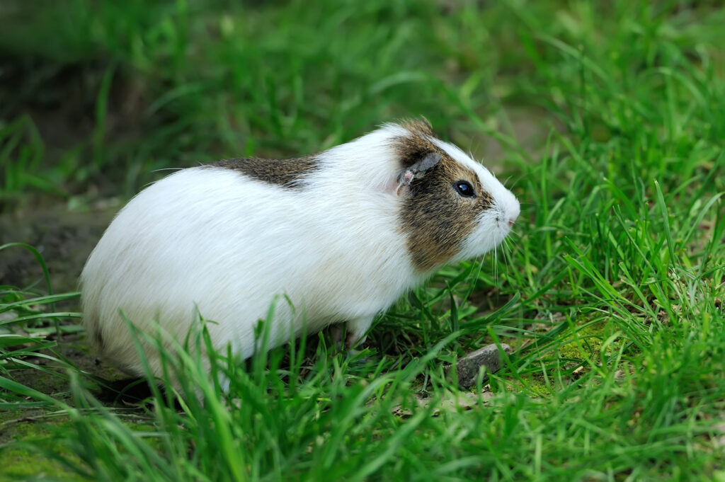 Meerschweinchen und Kaninchen vor Hitze schützen