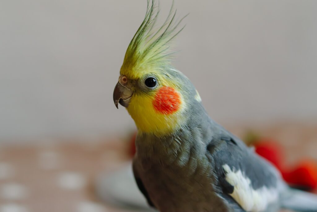 Vögel vor Hitze schützen