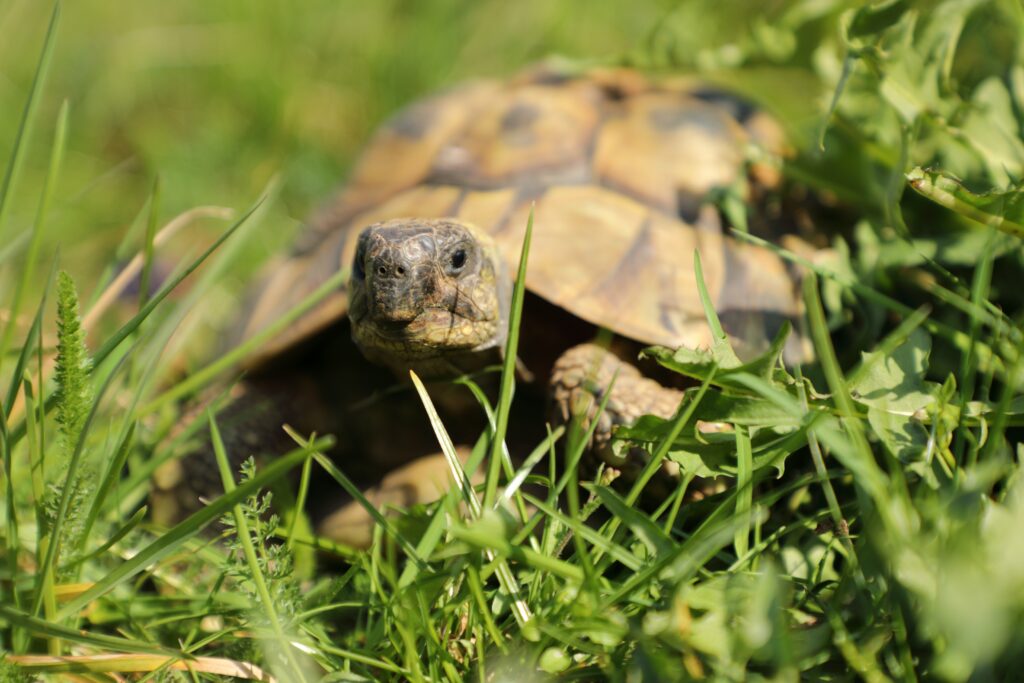 Landschildkröten vor Hitze schützen