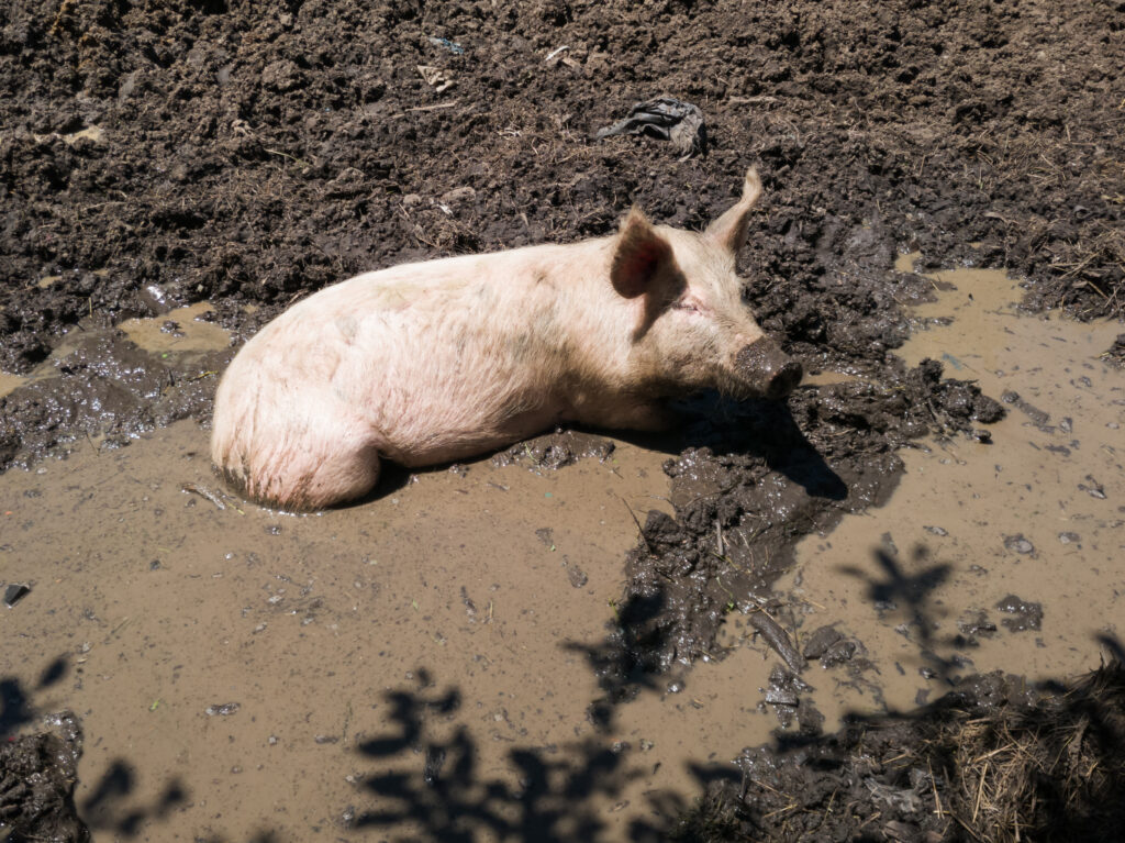 Schweine vor Hitze schützen