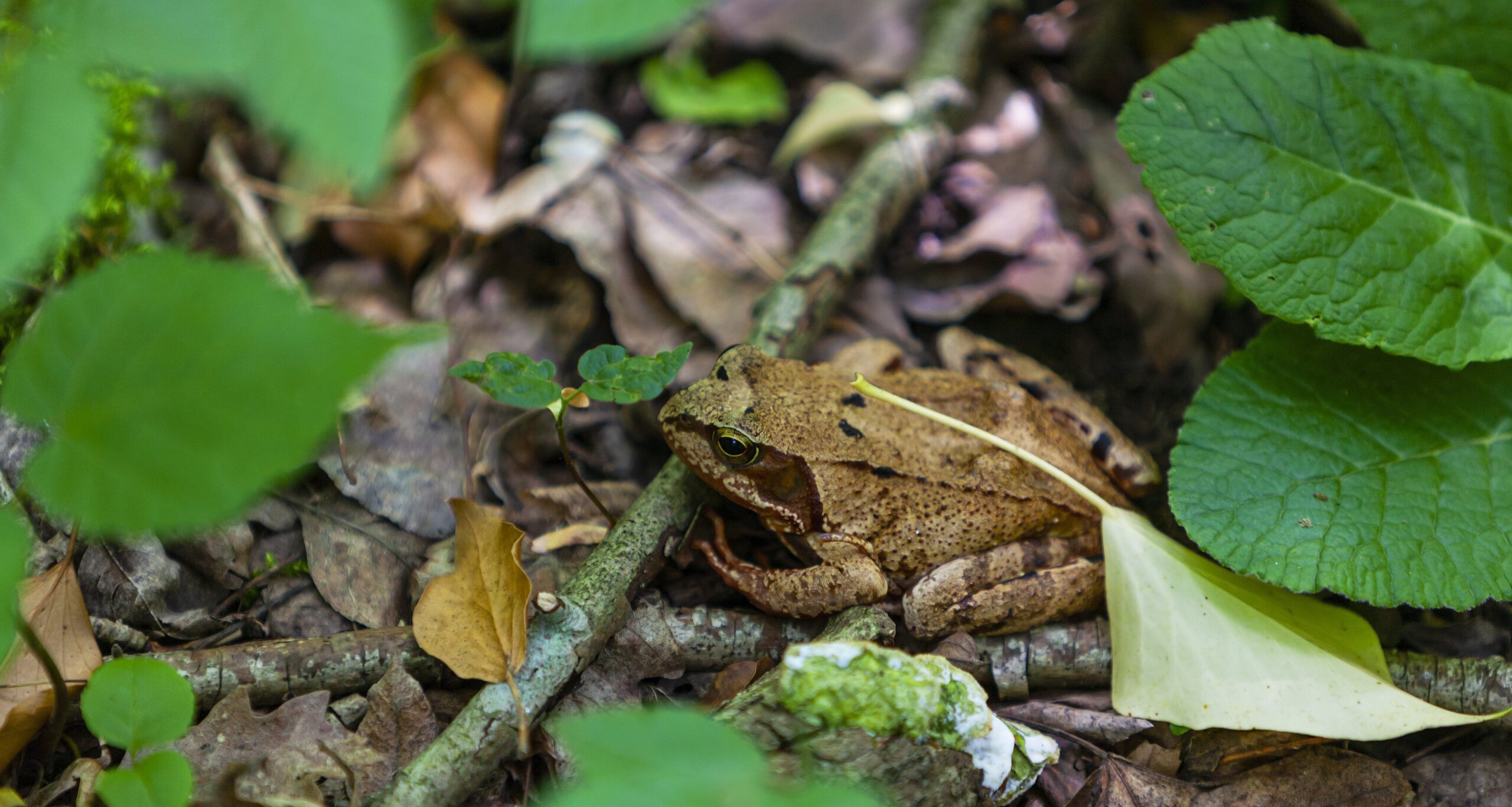 Wenn selbst der Wald keinen Schutz mehr bietet